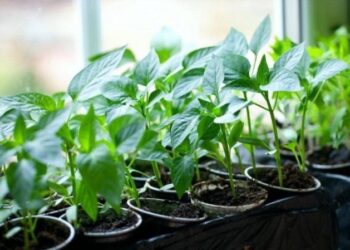 Дати для посіву перцю у 2026 — коли сіяти для сильних сходів