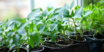 Дати для посіву перцю у 2026 — коли сіяти для сильних сходів