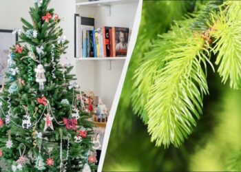 Розумні фермери не викидають ялинку – це цінне добриво: 3 способи використання