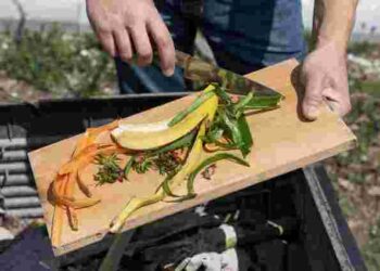 Ці кухонні відходи зроблять перець соковитим і міцним: три органічні добрива