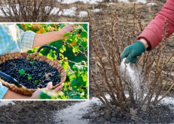 Підживіть цим смородину в березні 2026 — ягід буде вдвічі більше