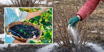 Підживіть цим смородину в березні 2026 — ягід буде вдвічі більше