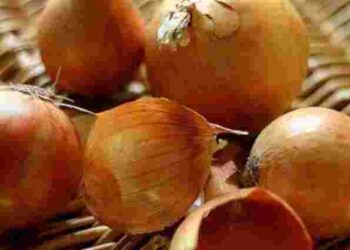 Домашнє добриво за копійки: як приготувати настій для розсади без хімії