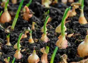 Цибуля буде без стрілок: чому вона так росте та як цьому запобігти