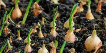 Цибуля буде без стрілок: чому вона так росте та як цьому запобігти