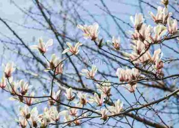 Як відновити магнолію після зими: 4 загрози для здоров’я дерева