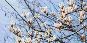Як відновити магнолію після зими: 4 загрози для здоров’я дерева