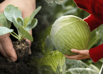 Ці сорти капусти ідеальні для засолювання — що варто посадити