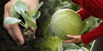 Ці сорти капусти ідеальні для засолювання — що варто посадити