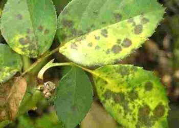 Чорна плямистість зʼїдає троянди: як урятувати кущі та зберегти цвітіння