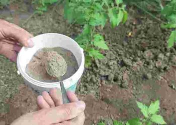 Без різкого запаху та зайвого клопоту: якою органікою замінити гній і золу на городі