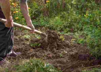 Замінити гній на городі зможе лише один сидерат: що посіяти одразу після сходу снігу