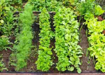 Встигніть посіяти у лютому: що вирощувати за 8–12 тижнів до тепла