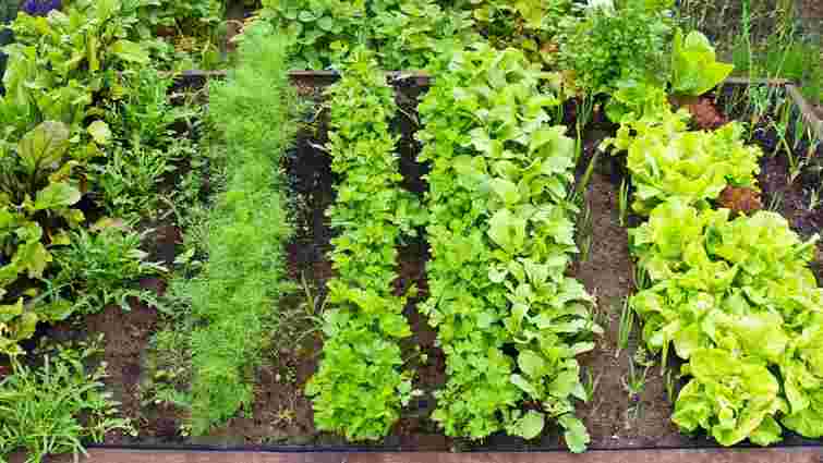 Встигніть посіяти у лютому: що вирощувати за 8–12 тижнів до тепла