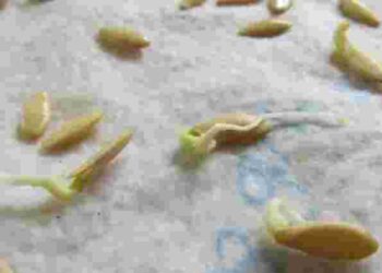 Як проростити розсаду за 10 годин: ідеальний спосіб для твердого насіння