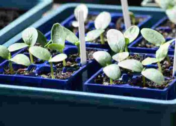 Вам сподобається результат: навіщо обприскувати розсаду розведеним молоком