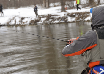 7 видів риби, які у 2026 році можна ловити без обмежень — перелік