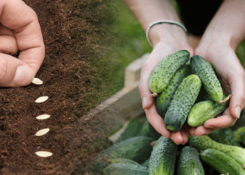 Сорти огірків, що здивують смаком і врожаєм — що садити 2026 року