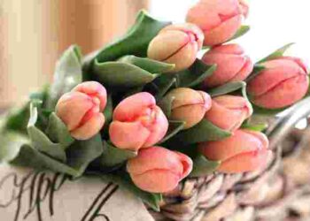 Весняні тюльпани стоятимуть у вазі значно довше: 5 способів зберегти букет свіжим