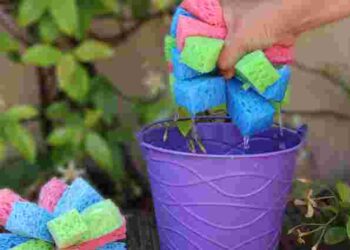 Вирішите одразу кілька проблем одразу: навіщо класти губку на дно горщика з розсадою