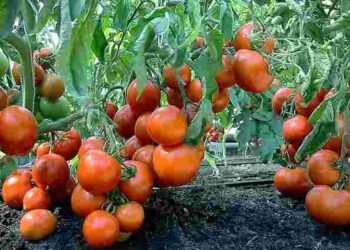 Стійкі до хвороб і перепадів погоди: три сорти томатів, які ніколи не підводять