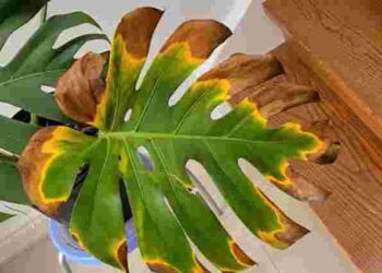 Перші сигнали проблем: чому жовтіє листя монстери і як її врятувати