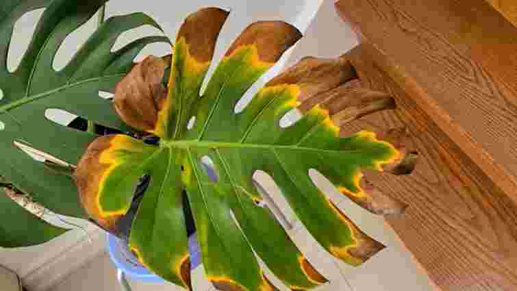 Перші сигнали проблем: чому жовтіє листя монстери і як її врятувати