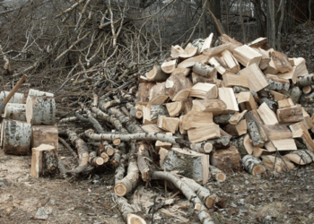 Заготівля дров в лісі — який документ потрібно мати українцям у 2026 році
