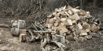Заготівля дров в лісі — який документ потрібно мати українцям у 2026 році