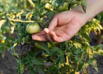 Великі помідори виростуть без зайвих зусиль: що додати у лунку перед посадкою