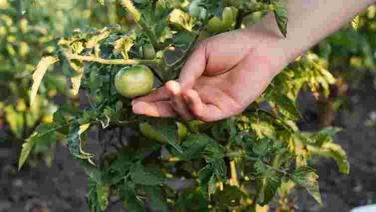 Великі помідори виростуть без зайвих зусиль: що додати у лунку перед посадкою