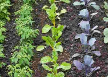 Найкращий час уже настав: як визначити оптимальні терміни для висівання овочів