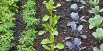Найкращий час уже настав: як визначити оптимальні терміни для висівання овочів