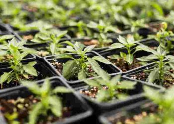 Ваше насіння точно не проросте: три головні помилки під час посіву розсади