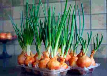 Без горщиків, землі та безладу: як виростити зелену цибулю на підвіконні