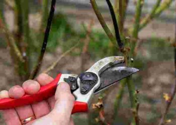 Весняне цвітіння буде рясним: як слід обрізати троянди на початку весни