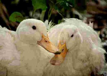 Що робити, якщо качка не несе яйця у гнізді: поради для господарів