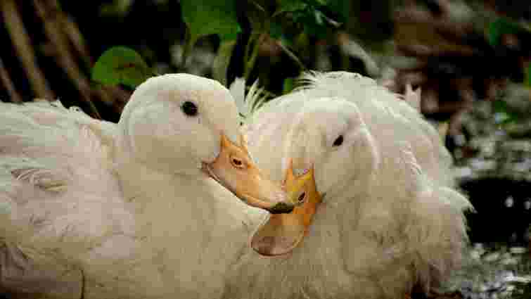 Що робити, якщо качка не несе яйця у гнізді: поради для господарів