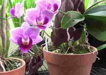 Домашній стимулятор для орхідеї: як активізувати цвітіння звичайною картоплею