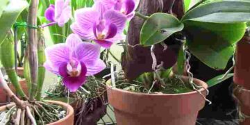 Домашній стимулятор для орхідеї: як активізувати цвітіння звичайною картоплею
