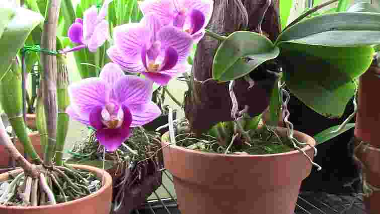 Домашній стимулятор для орхідеї: як активізувати цвітіння звичайною картоплею
