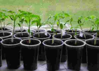 Починаємо садити розсаду: найкращі дні за посівним календарем на лютий 2026 року