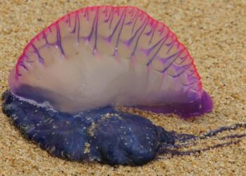 Біля берегів популярного острова виявили отруйні морські організми