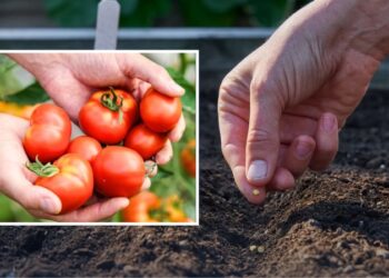 Ці сорти томатів не бояться примх погоди — що посадити 2026 року