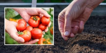 Ці сорти томатів не бояться примх погоди — що посадити 2026 року