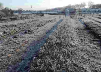 Лютневий удар по полях: як не втратити врожай через підтоплення і мороз