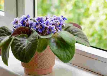 Не проґавте ці симптоми: три ознаки, що фіалка ось-ось загине