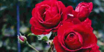 Ідеальні сусіди: 4 рослини, які варто посадити поруч з трояндами для кращого цвітіння