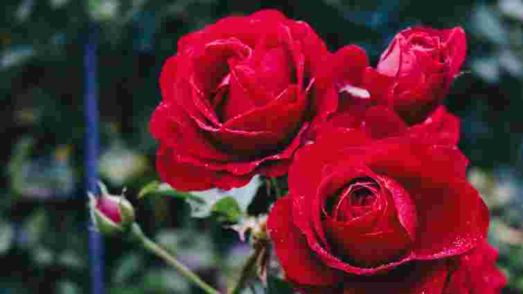 Ідеальні сусіди: 4 рослини, які варто посадити поруч з трояндами для кращого цвітіння