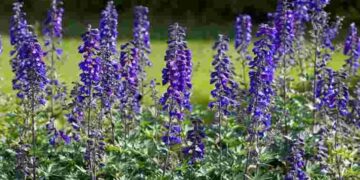 Красиві, але дуже небезпечні: 10 рослин, які краще не садити на ділянці